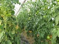 Ekološka pridelava na kmetiji - product image