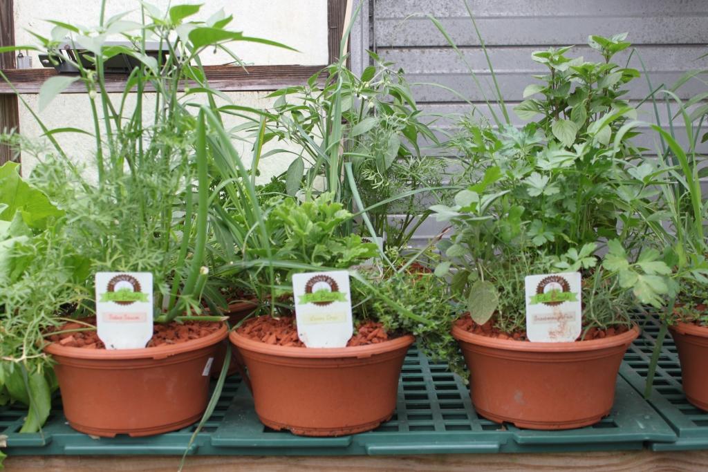 Ponudba cvetlic, sadik zelenjave in zelišč - product image